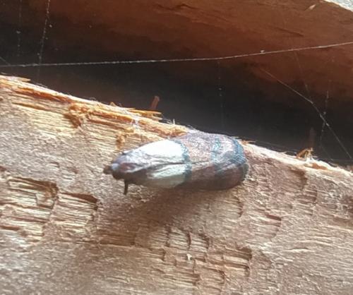 Réf. 303 424 : Plodia interpunctella